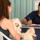 Clínica, Veterinária Móvel;