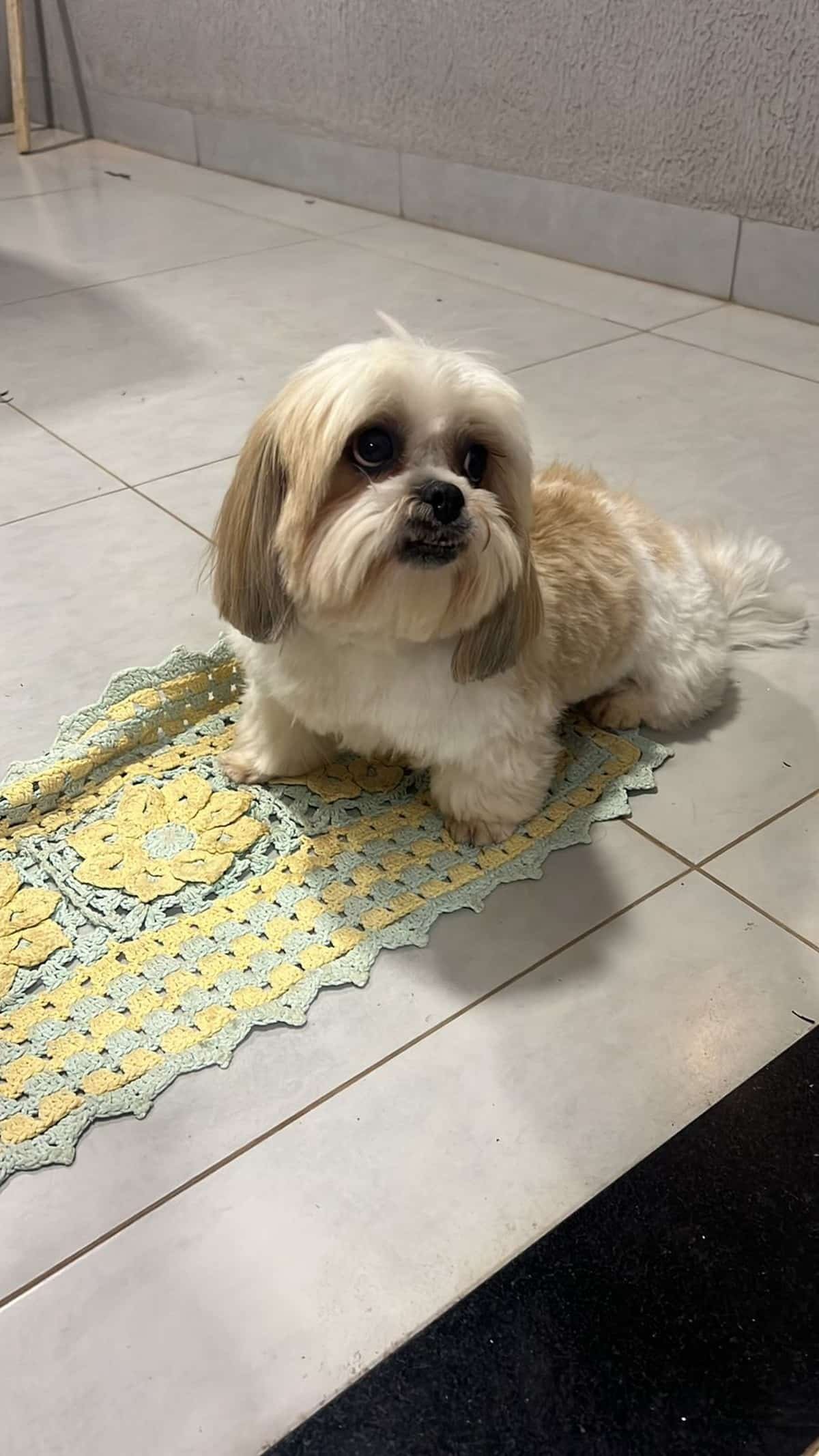 cão, animal, cachorro;