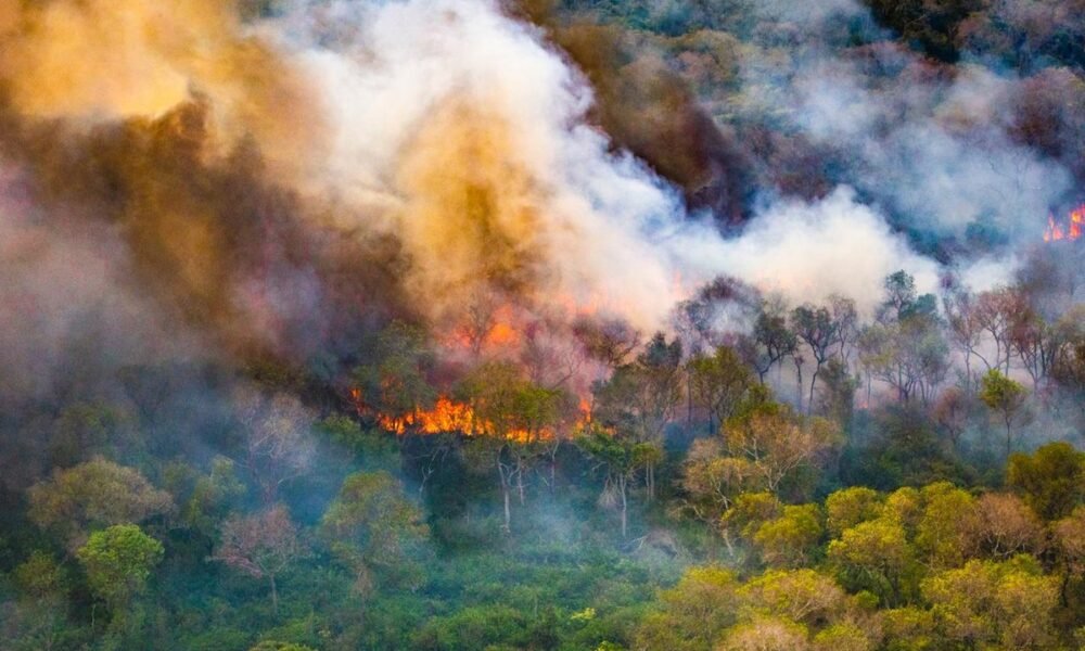 queimadas, fogo, florestais;