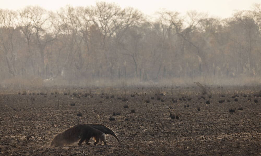 santuário, de biodiversidade;