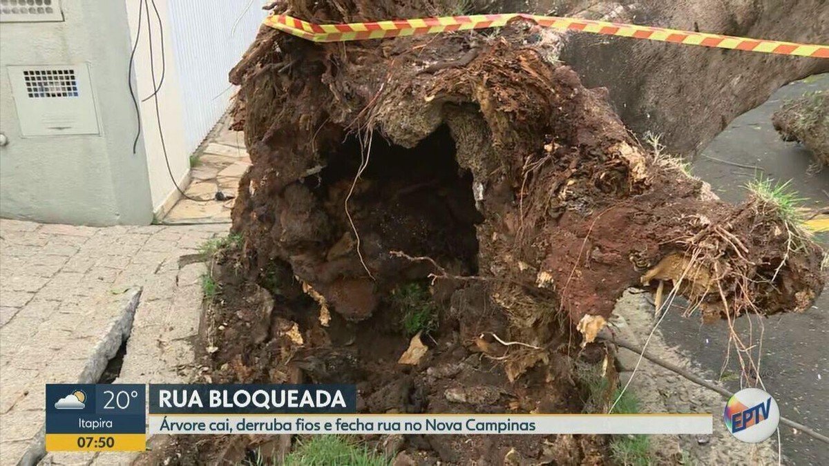 planta, flamboyant, vegetação;