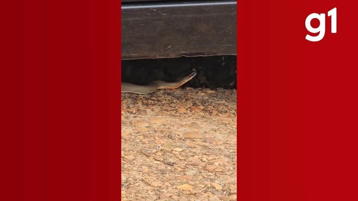 serpente, animal;