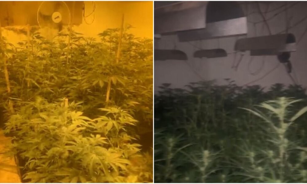 entorpecentes, maconha;