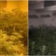 entorpecentes, maconha;