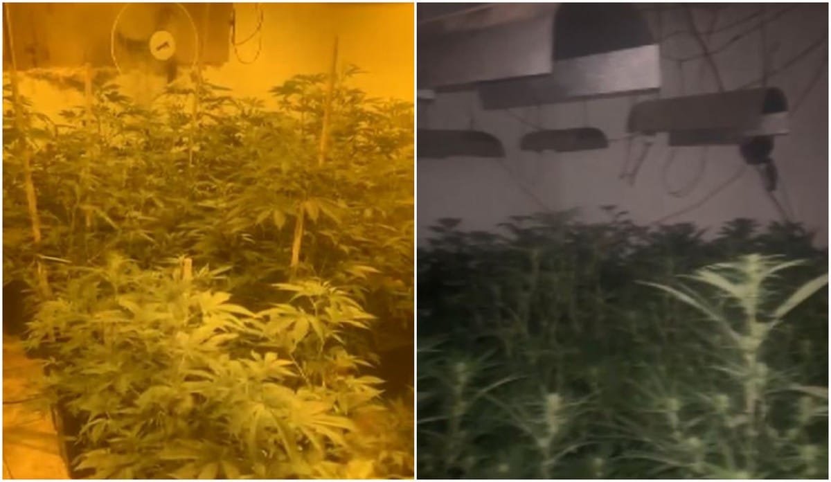 entorpecentes, maconha;
