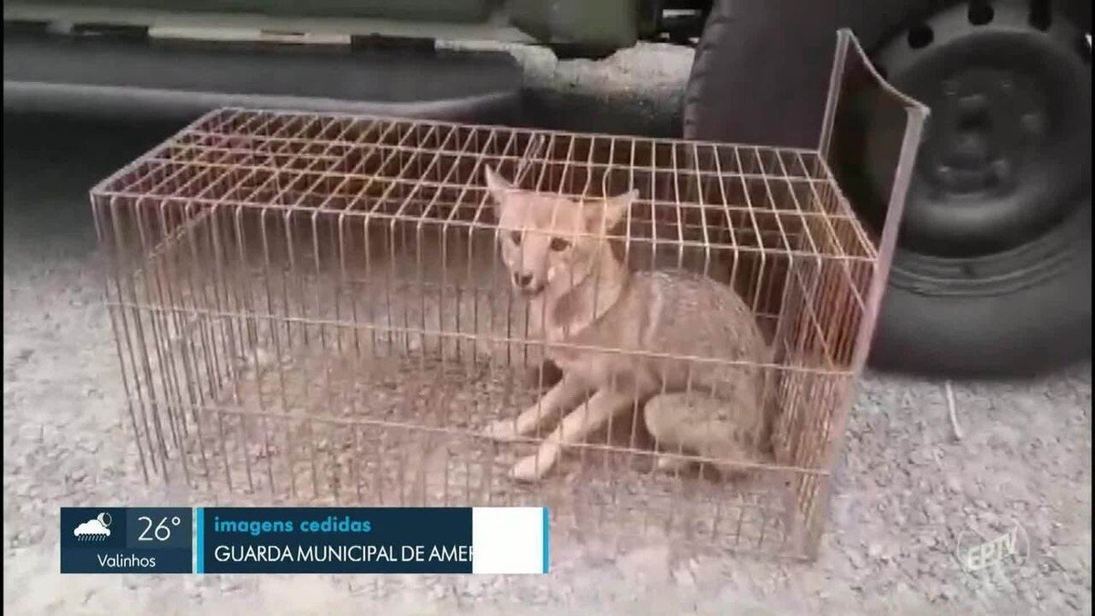 salva, libertada, recuperada;
