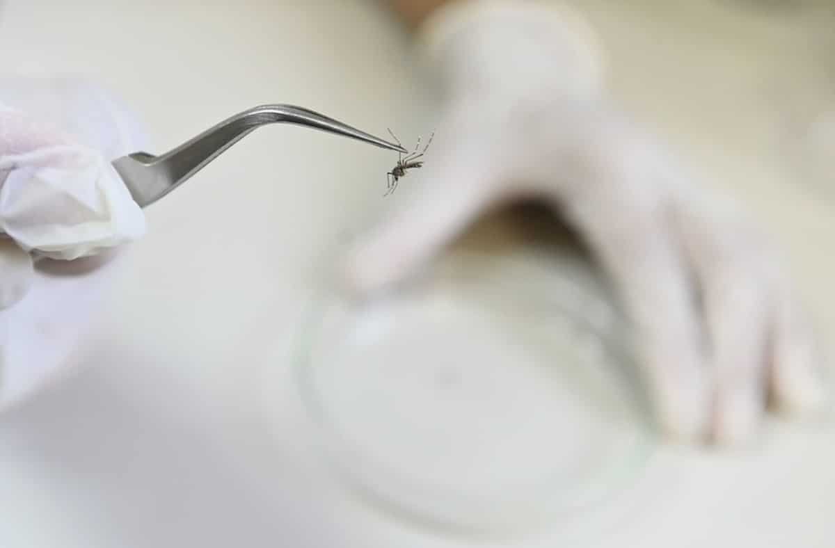 doença, epidemia, arboviroses;