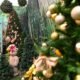 Bom Velhinho, Chegada do Papai Noel;