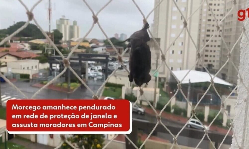 Mamíferos, Animais, Bichos;