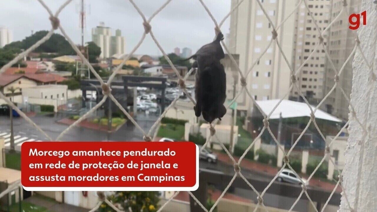 Mamíferos, Animais, Bichos;