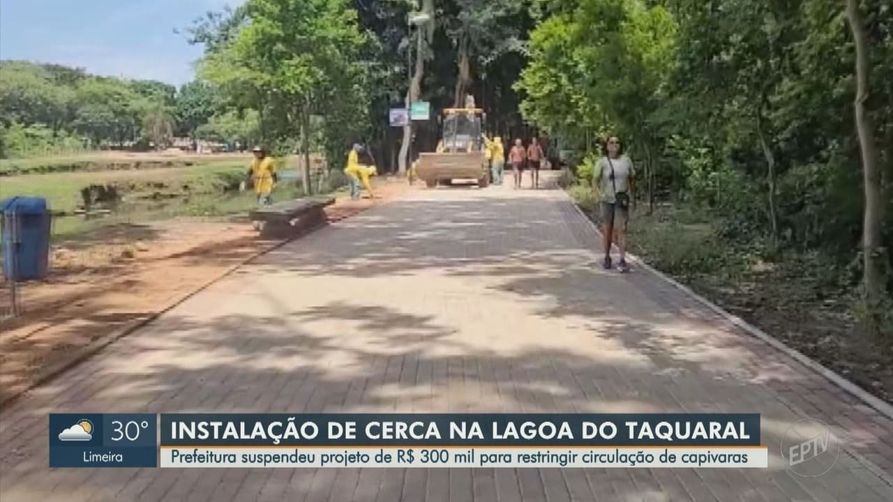 roedores, mamíferos, animais;